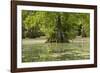 Merchants Millpond State Park, North Carolina-Paul Souders-Framed Photographic Print