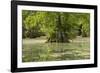 Merchants Millpond State Park, North Carolina-Paul Souders-Framed Photographic Print