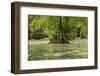 Merchants Millpond State Park, North Carolina-Paul Souders-Framed Photographic Print