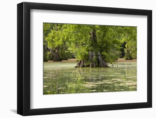 Merchants Millpond State Park, North Carolina-Paul Souders-Framed Photographic Print