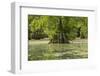 Merchants Millpond State Park, North Carolina-Paul Souders-Framed Photographic Print