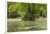 Merchants Millpond State Park, North Carolina-Paul Souders-Framed Photographic Print