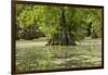 Merchants Millpond State Park, North Carolina-Paul Souders-Framed Photographic Print