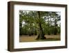 Merchants Millpond State Park, North Carolina-Paul Souders-Framed Photographic Print