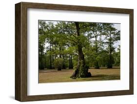 Merchants Millpond State Park, North Carolina-Paul Souders-Framed Photographic Print