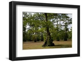 Merchants Millpond State Park, North Carolina-Paul Souders-Framed Photographic Print