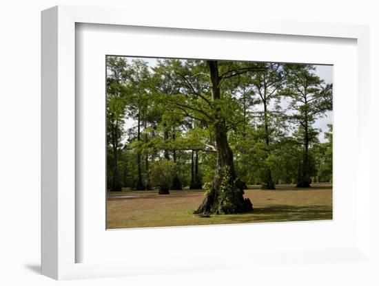 Merchants Millpond State Park, North Carolina-Paul Souders-Framed Photographic Print