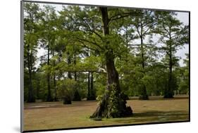 Merchants Millpond State Park, North Carolina-Paul Souders-Mounted Photographic Print