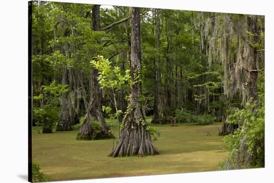 Merchants Millpond State Park, North Carolina-Paul Souders-Stretched Canvas