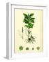 Mercurialis Perennis Perennial Dog's-Mercury-null-Framed Giclee Print