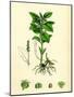 Mercurialis Perennis Perennial Dog's-Mercury-null-Mounted Giclee Print