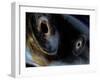 Merging Black Holes-null-Framed Premium Photographic Print