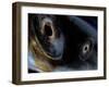 Merging Black Holes-null-Framed Photographic Print