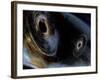 Merging Black Holes-null-Framed Photographic Print