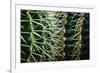 Merging Rows Of Cactus Needles-Anthony Paladino-Framed Giclee Print