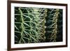 Merging Rows Of Cactus Needles-Anthony Paladino-Framed Giclee Print