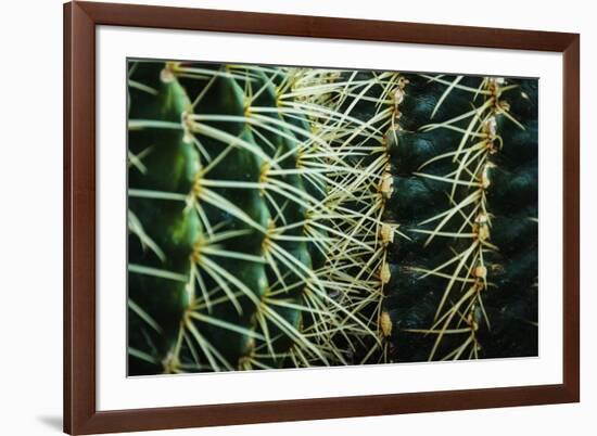 Merging Rows Of Cactus Needles-Anthony Paladino-Framed Giclee Print