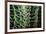 Merging Rows Of Cactus Needles-Anthony Paladino-Framed Giclee Print