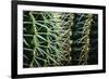 Merging Rows Of Cactus Needles-Anthony Paladino-Framed Giclee Print