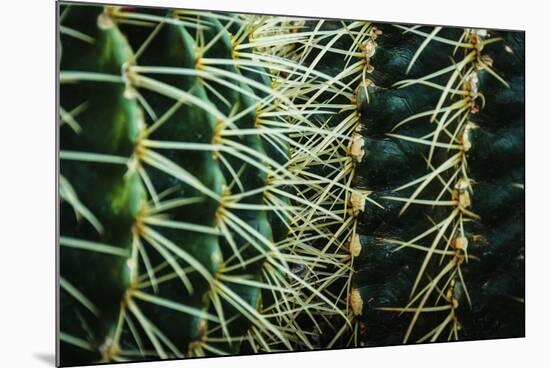 Merging Rows Of Cactus Needles-Anthony Paladino-Mounted Giclee Print
