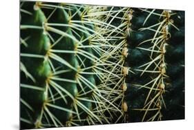 Merging Rows Of Cactus Needles-Anthony Paladino-Mounted Giclee Print