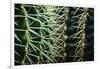 Merging Rows Of Cactus Needles-Anthony Paladino-Framed Giclee Print