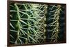 Merging Rows Of Cactus Needles-Anthony Paladino-Framed Giclee Print