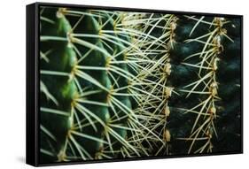 Merging Rows Of Cactus Needles-Anthony Paladino-Framed Stretched Canvas