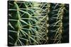 Merging Rows Of Cactus Needles-Anthony Paladino-Stretched Canvas
