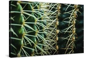 Merging Rows Of Cactus Needles-Anthony Paladino-Stretched Canvas