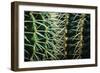 Merging Rows Of Cactus Needles-Anthony Paladino-Framed Giclee Print