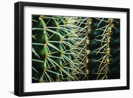 Merging Rows Of Cactus Needles-Anthony Paladino-Framed Giclee Print