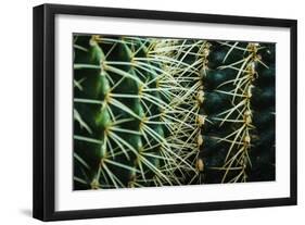 Merging Rows Of Cactus Needles-Anthony Paladino-Framed Giclee Print