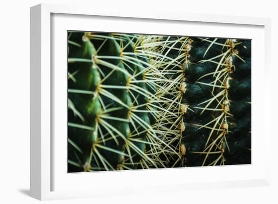 Merging Rows Of Cactus Needles-Anthony Paladino-Framed Giclee Print