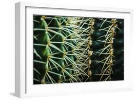 Merging Rows Of Cactus Needles-Anthony Paladino-Framed Giclee Print