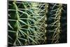 Merging Rows Of Cactus Needles-Anthony Paladino-Mounted Giclee Print