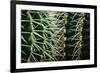 Merging Rows Of Cactus Needles-Anthony Paladino-Framed Premium Giclee Print