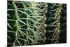 Merging Rows Of Cactus Needles-Anthony Paladino-Mounted Premium Giclee Print