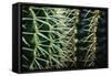 Merging Rows Of Cactus Needles-Anthony Paladino-Framed Stretched Canvas