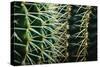 Merging Rows Of Cactus Needles-Anthony Paladino-Stretched Canvas