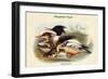 Mergus Serrator - Merganser Duck-John Gould-Framed Art Print