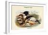 Mergus Serrator - Merganser Duck-John Gould-Framed Art Print