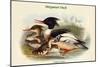 Mergus Serrator - Merganser Duck-John Gould-Mounted Art Print
