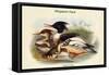 Mergus Serrator - Merganser Duck-John Gould-Framed Stretched Canvas