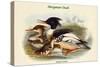 Mergus Serrator - Merganser Duck-John Gould-Stretched Canvas