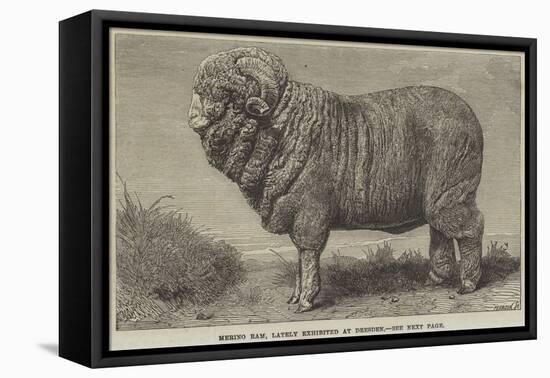 Merino Ram, Lately Exhibited at Dresden-null-Framed Stretched Canvas