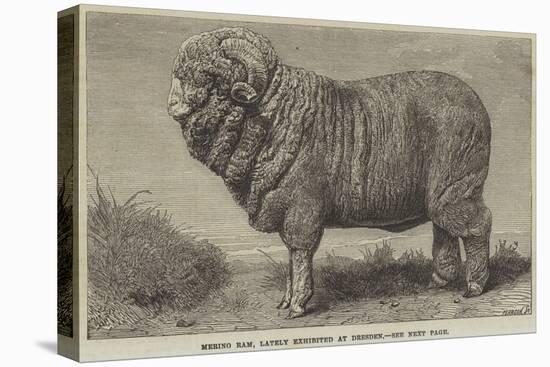 Merino Ram, Lately Exhibited at Dresden-null-Stretched Canvas