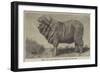 Merino Ram, Lately Exhibited at Dresden-null-Framed Giclee Print