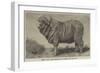 Merino Ram, Lately Exhibited at Dresden-null-Framed Giclee Print