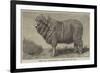 Merino Ram, Lately Exhibited at Dresden-null-Framed Giclee Print